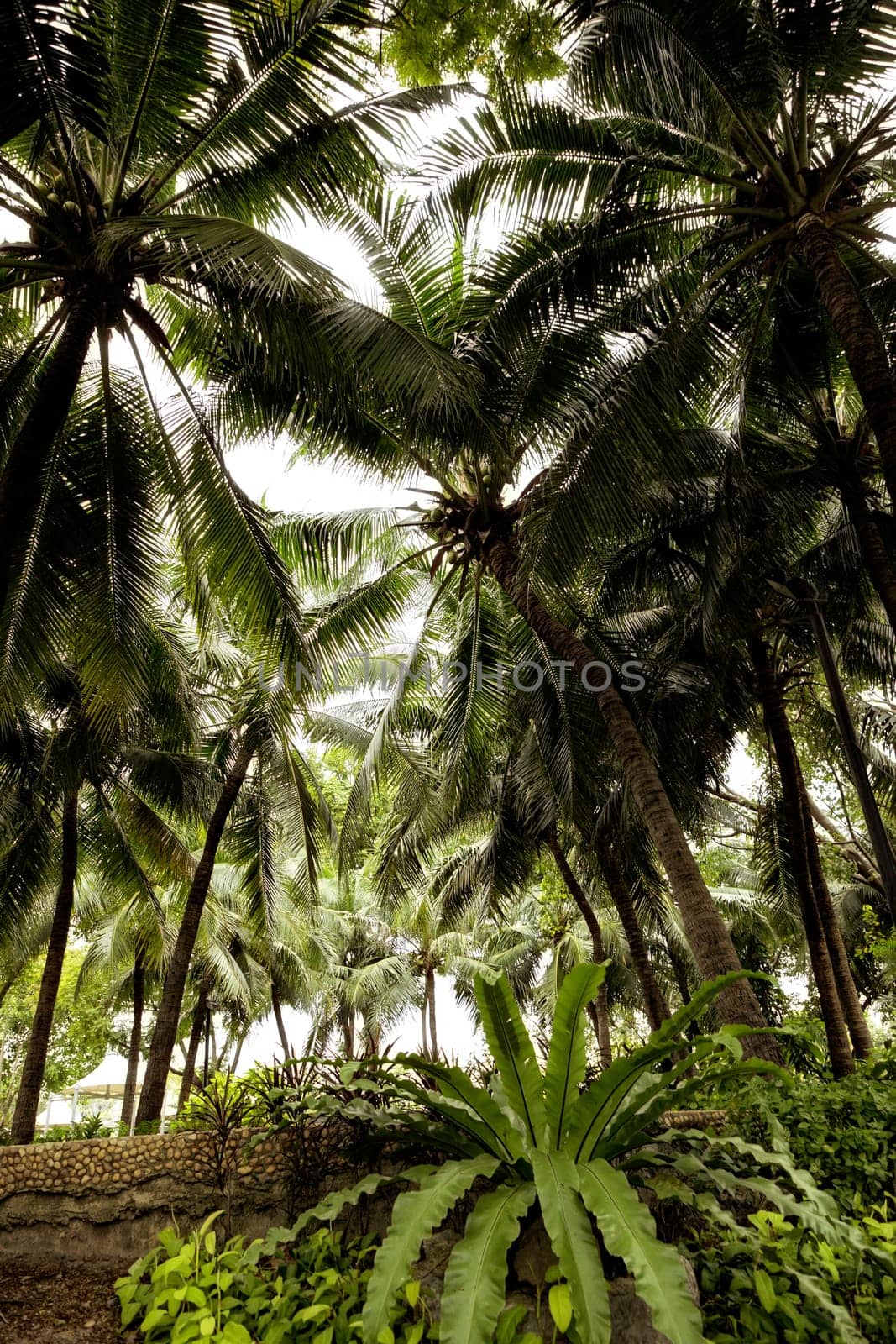 close up abstract palm trees background in public park of Bangkok, Thailand