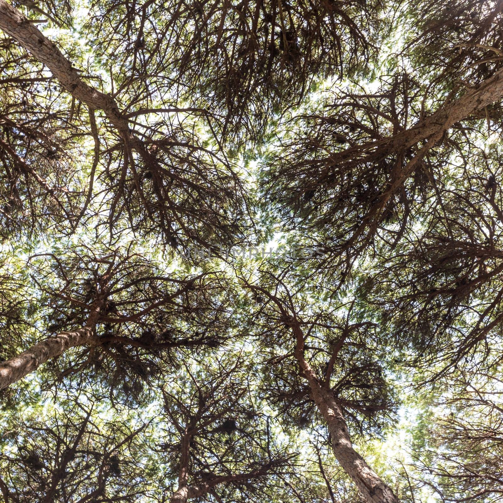 Dense pine trees forest texture. Bottom to the treetops view.