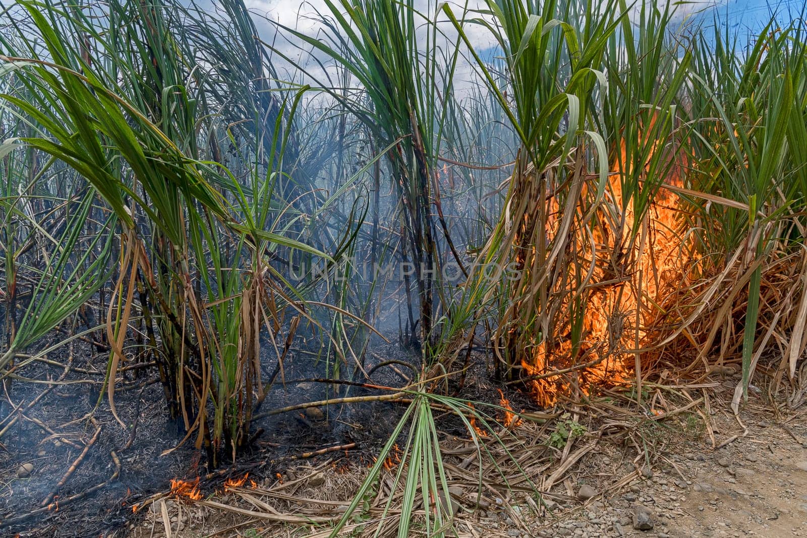 Burning sugar cane field (Saccharum officinarum),Viti Levu,Fiji,South West Pacific