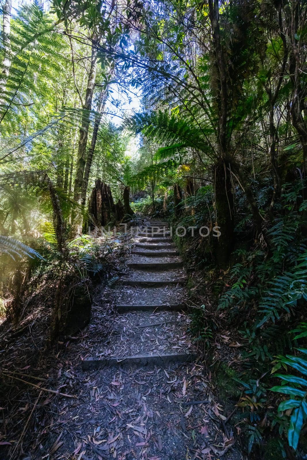 Donaghys Hill walk in Franklin-Gordon Wild Rivers National Park on a hot summer's day in Tasmania, Australia