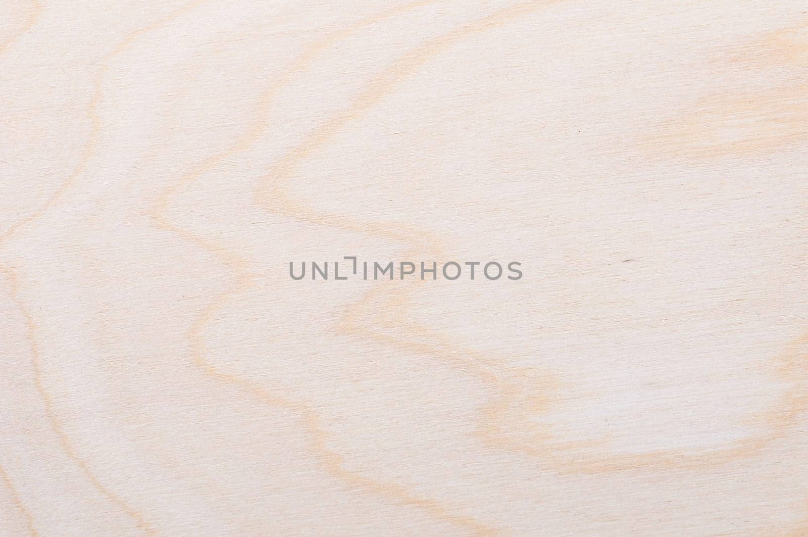 background texture of a freshly cut light wood tree
