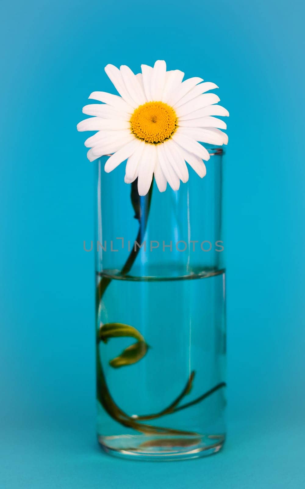 chamomile flower in a glass of water on the background of aquamarine, vertical image.