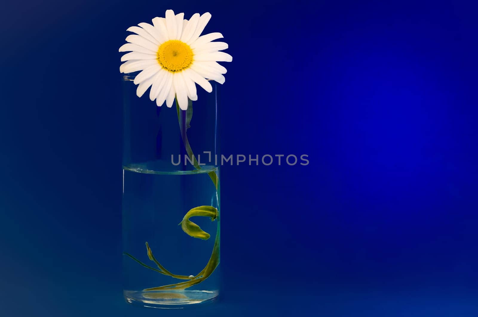On a dark blue background a glass with chamomile, on the right is place for an inscription.