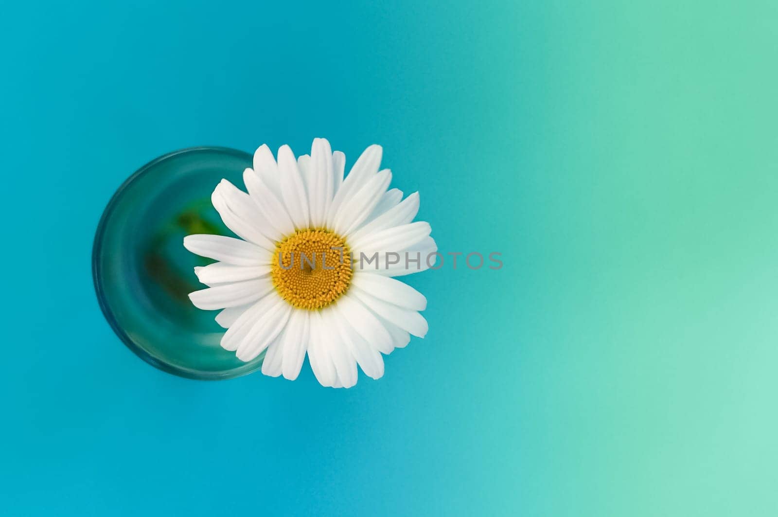postcard with chamomile in a glass with water on the left side of the image, background left blue, right green