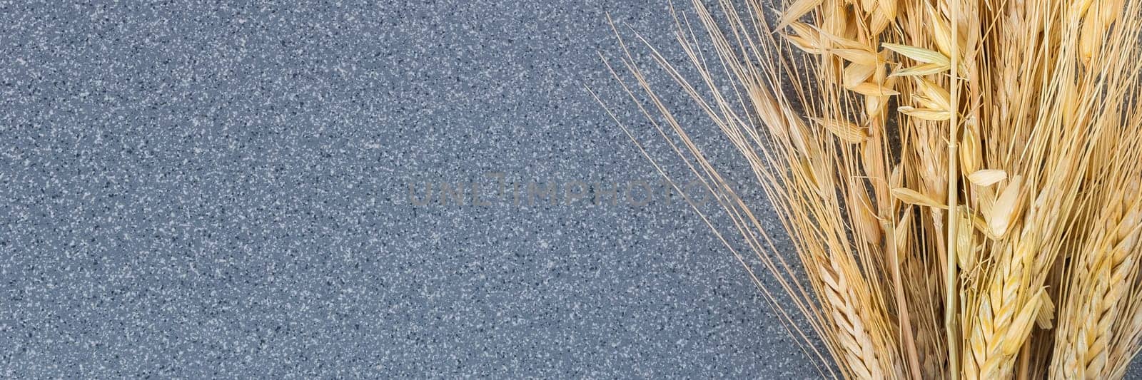 Brightly ears of wheat and barley on the background of gray granite.