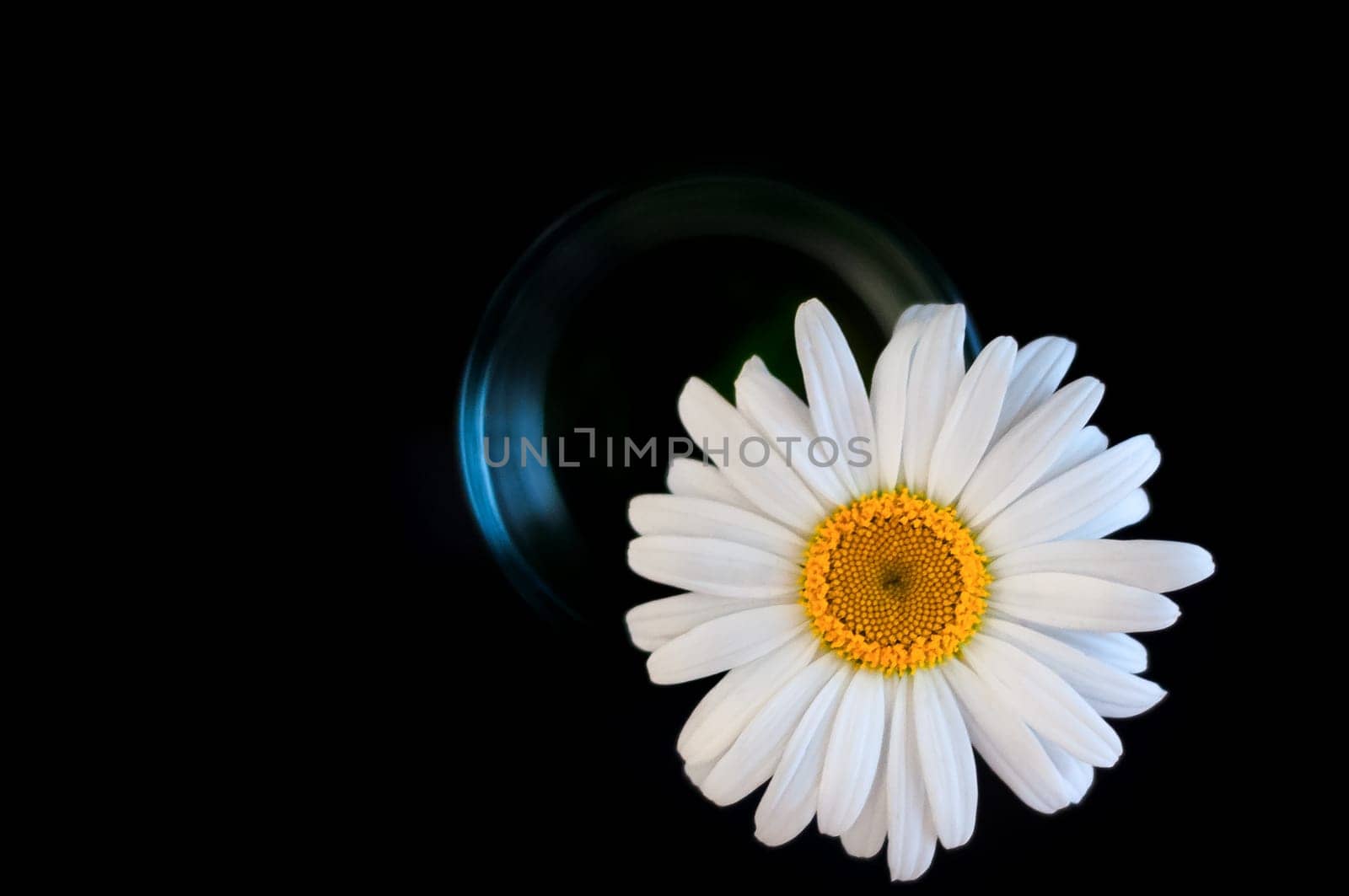 Close-up of chamomile flower in a glass on a black background. In the lower right corner. View from above.