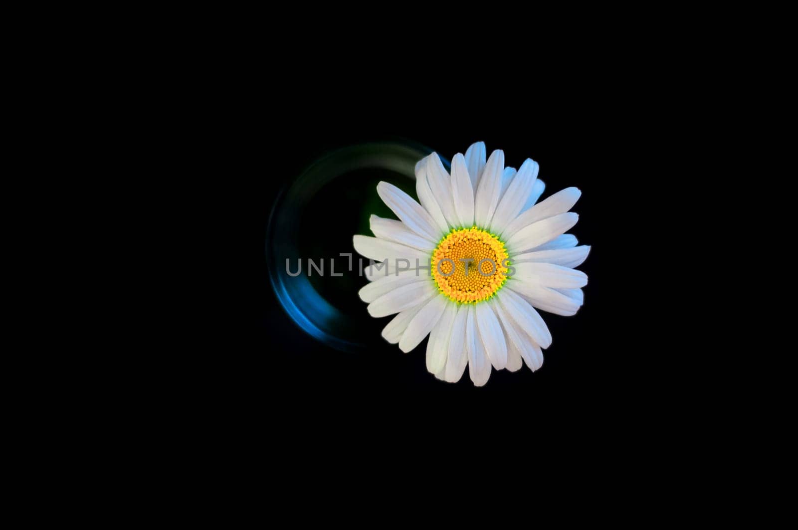 Large large daisy flower with an unusual core of yellow green color, in a glass on a black background.