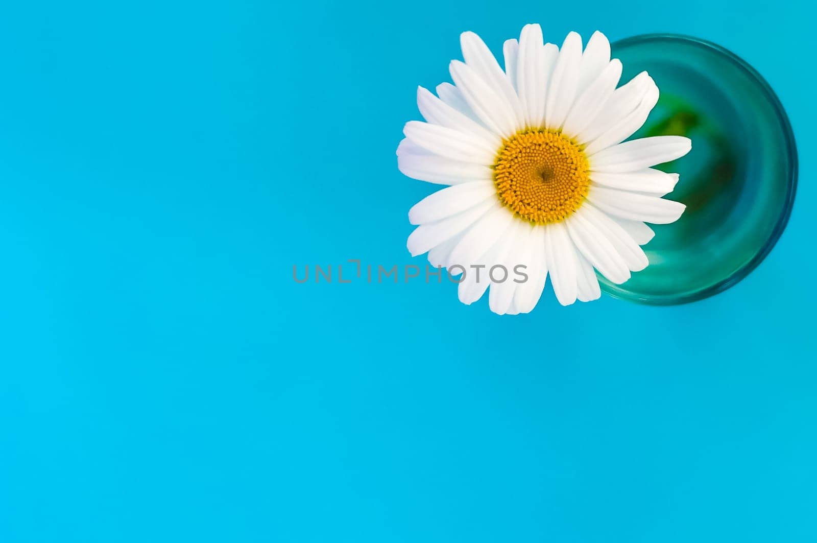 chamomile flower in a glass in the upper right corner of the image, on a blue background