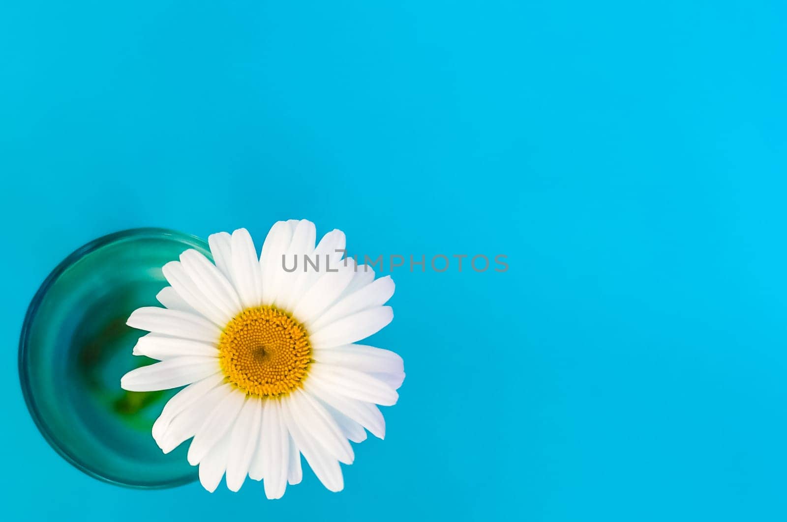Chamomile flower in a glass on a blue background in the lower left corner.