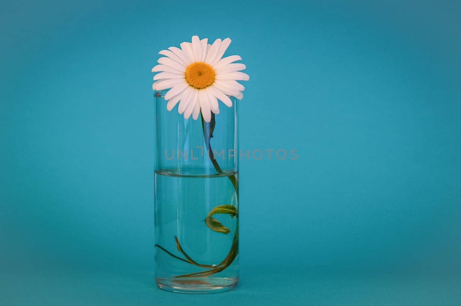 Beautiful, bright Daisy flower in a glass of water. on a blue background.