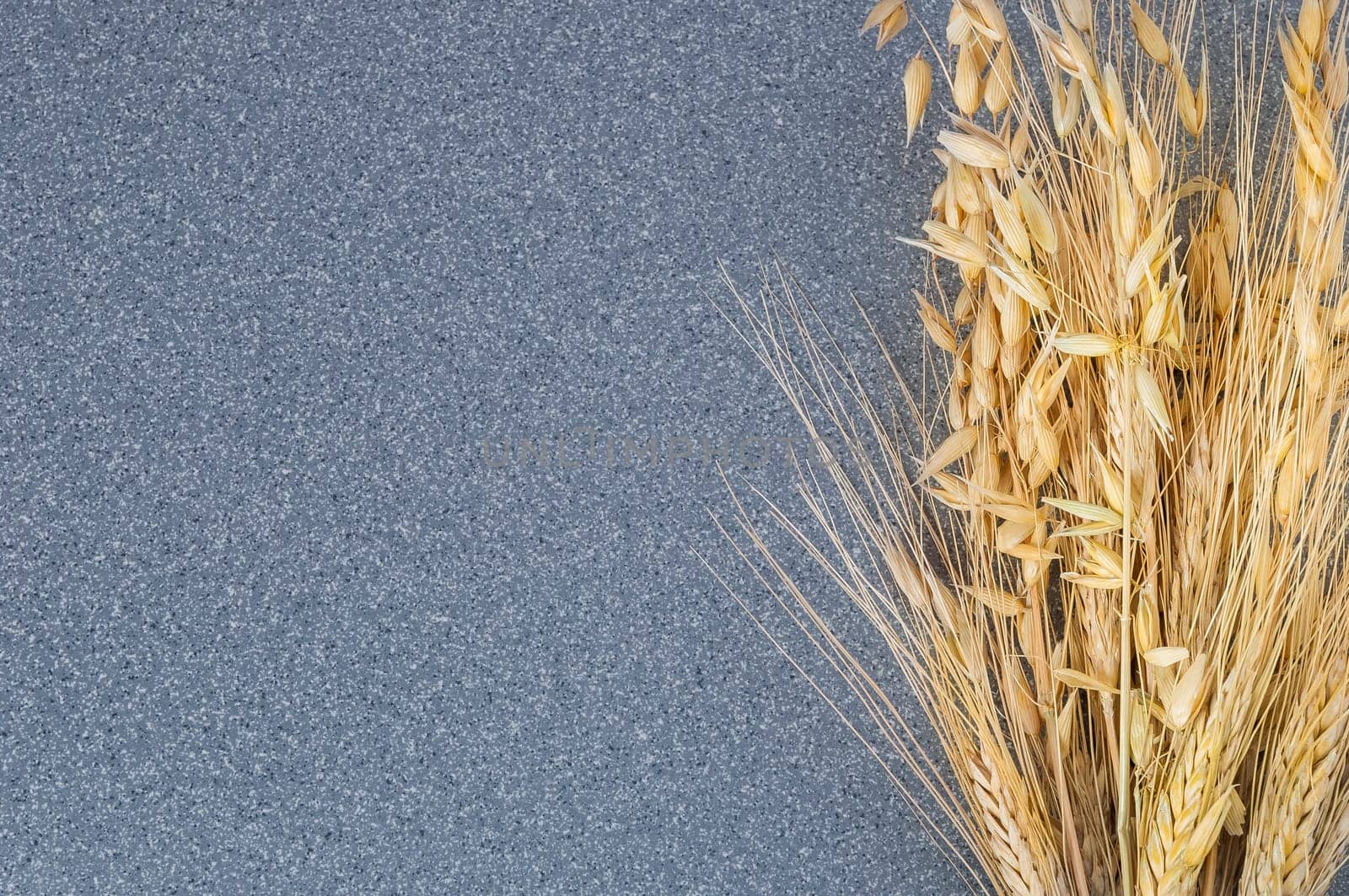 Brightly ears of wheat and barley on the background of gray granite.