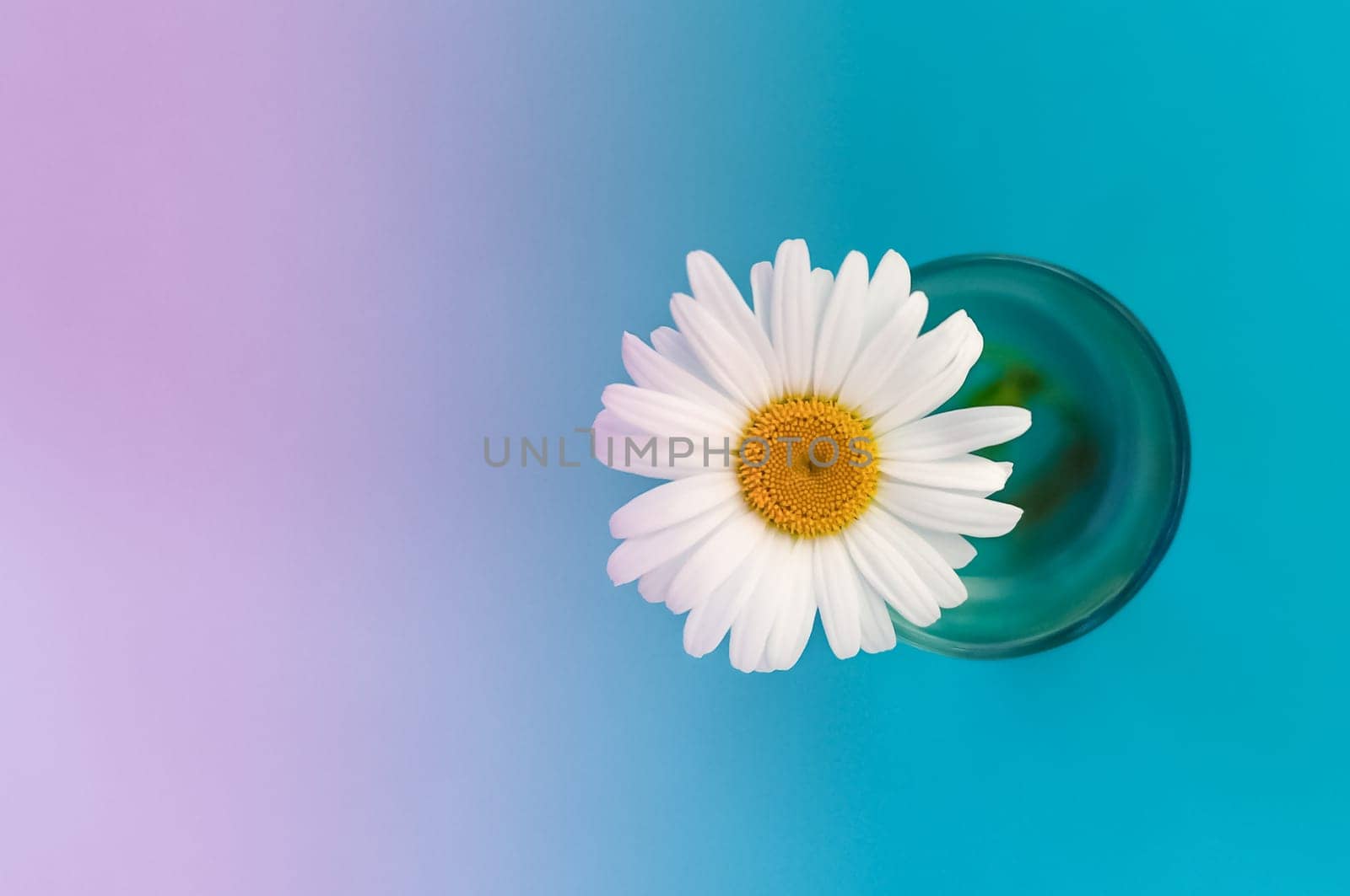 chamomile flower in a glass with water on the right side of the image, background left purple, right blue