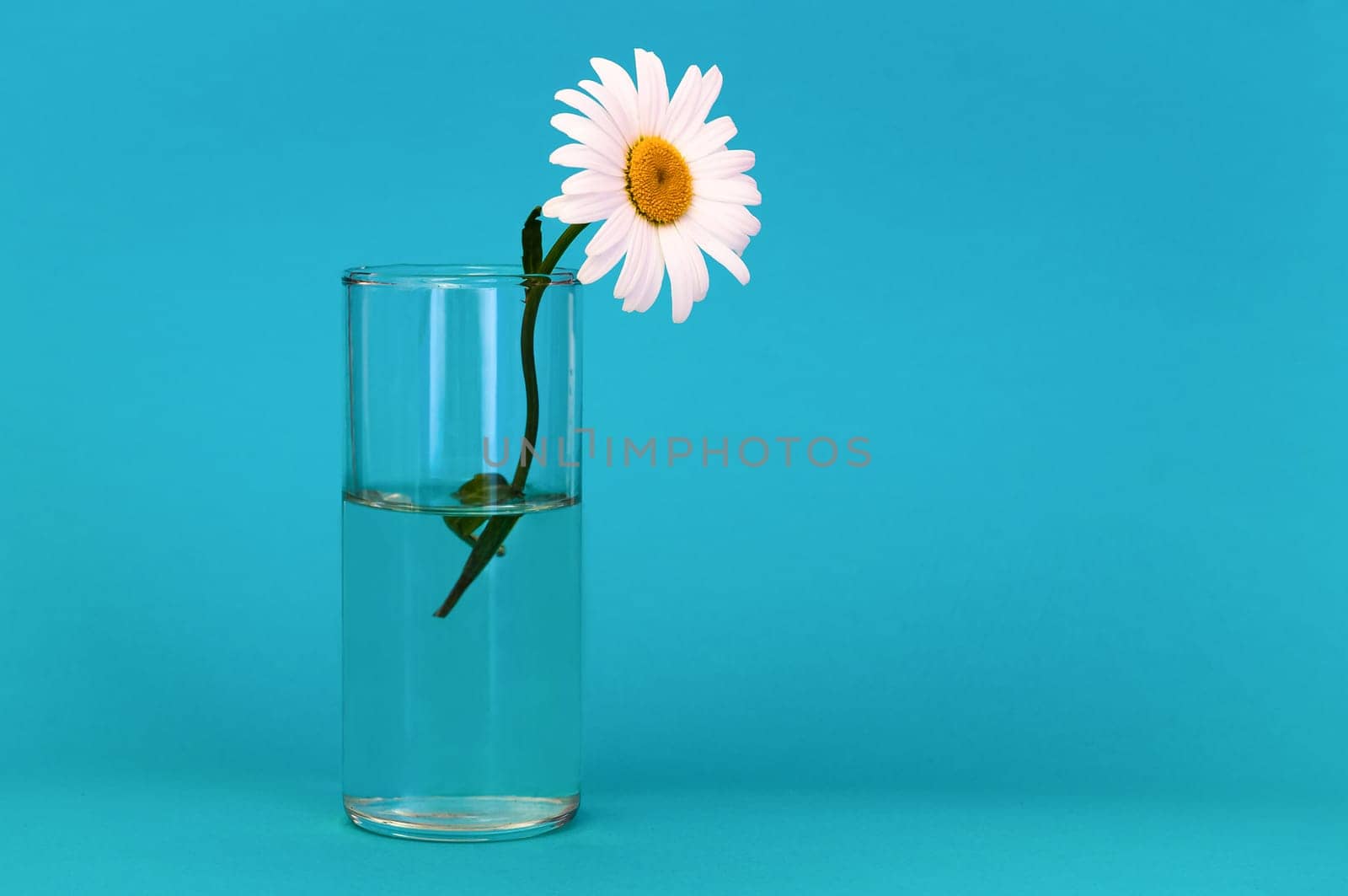 On a background of aquamarine color a glass with chamomile, on the right is a place for the inscription.