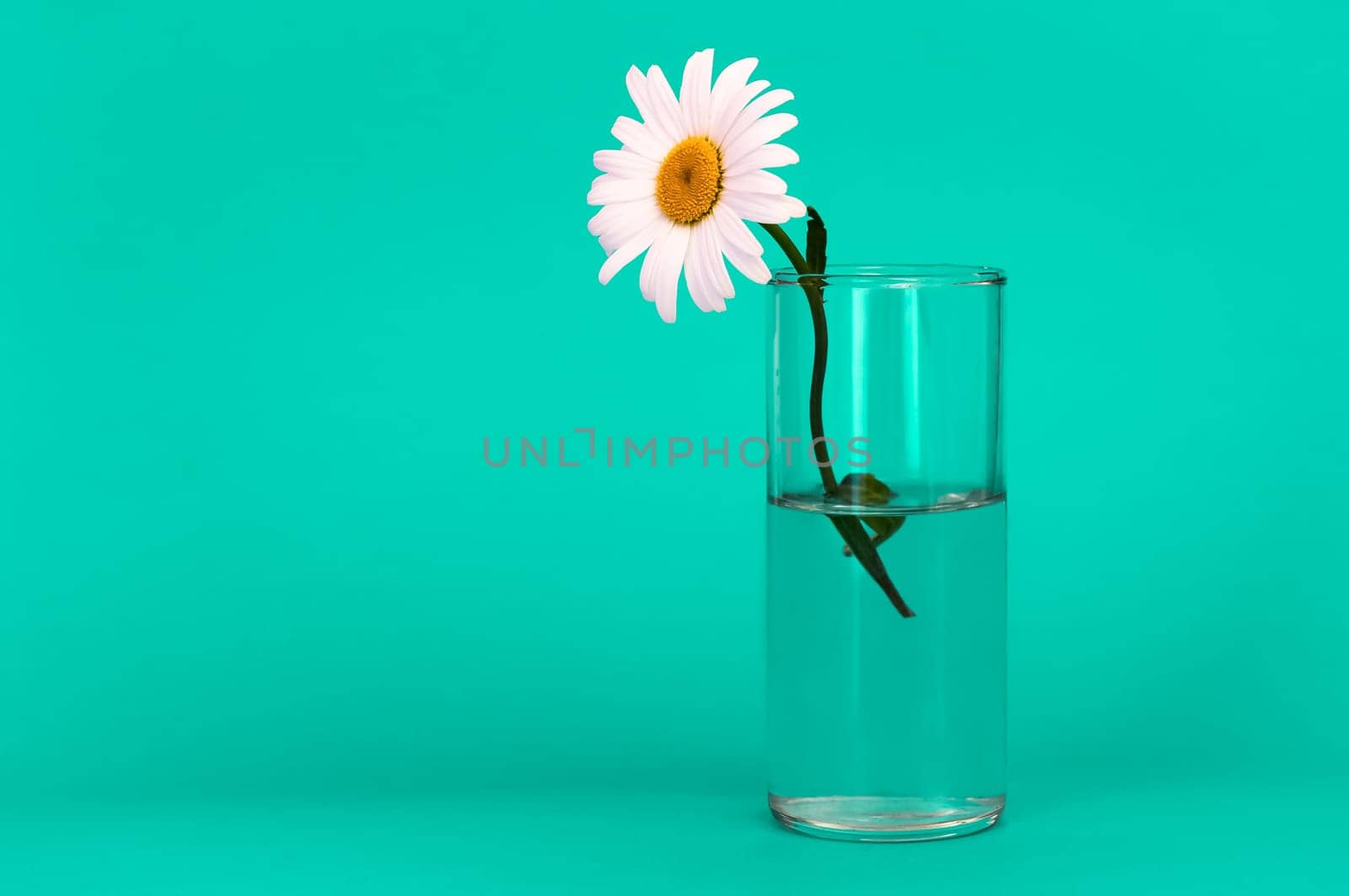A glass with a bright chamomile flower on a green background, on the left is a place for an inscription.