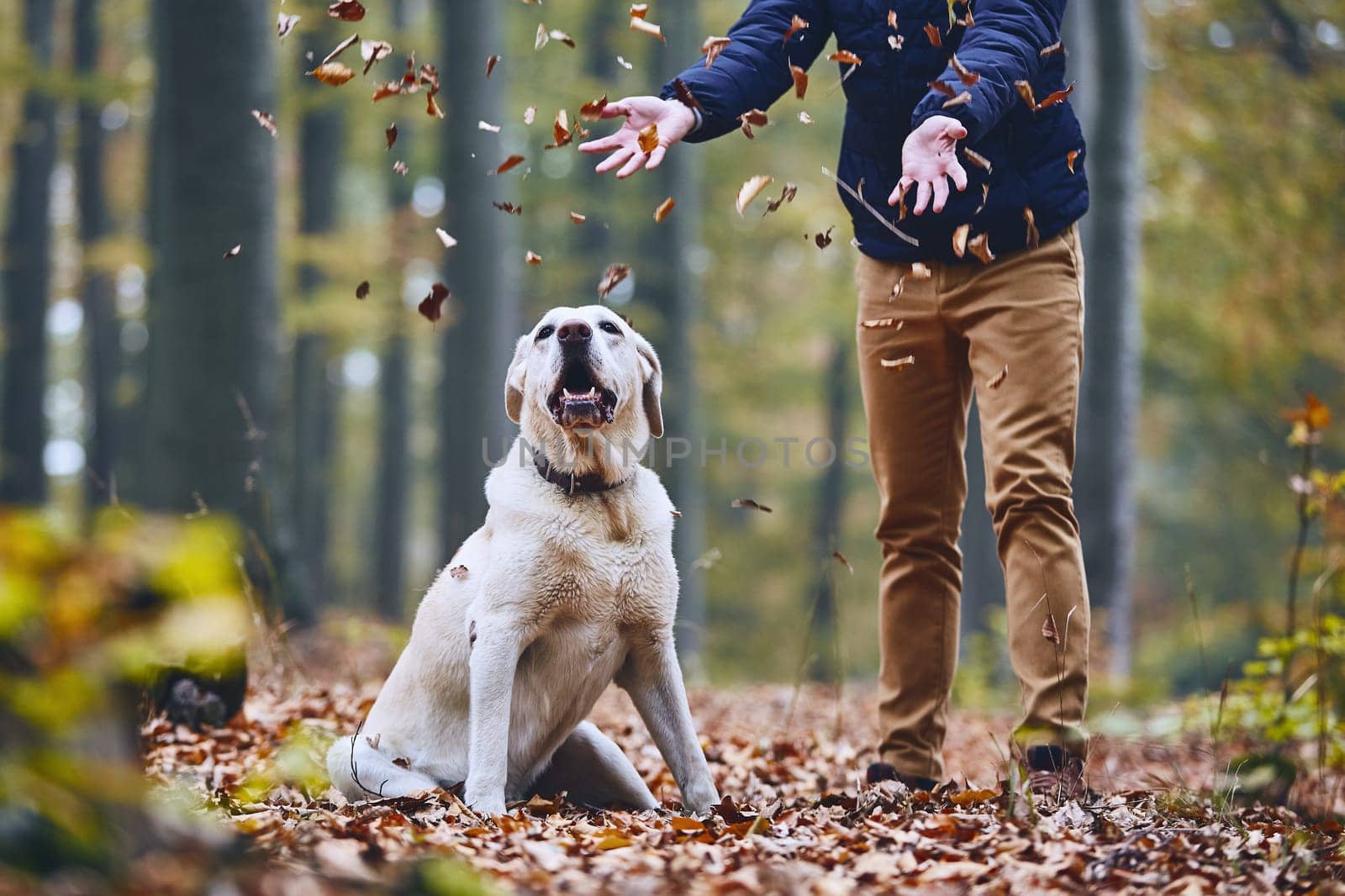 Man with dog in forest. Pet owner of labrador retriever enjoying from autumn.