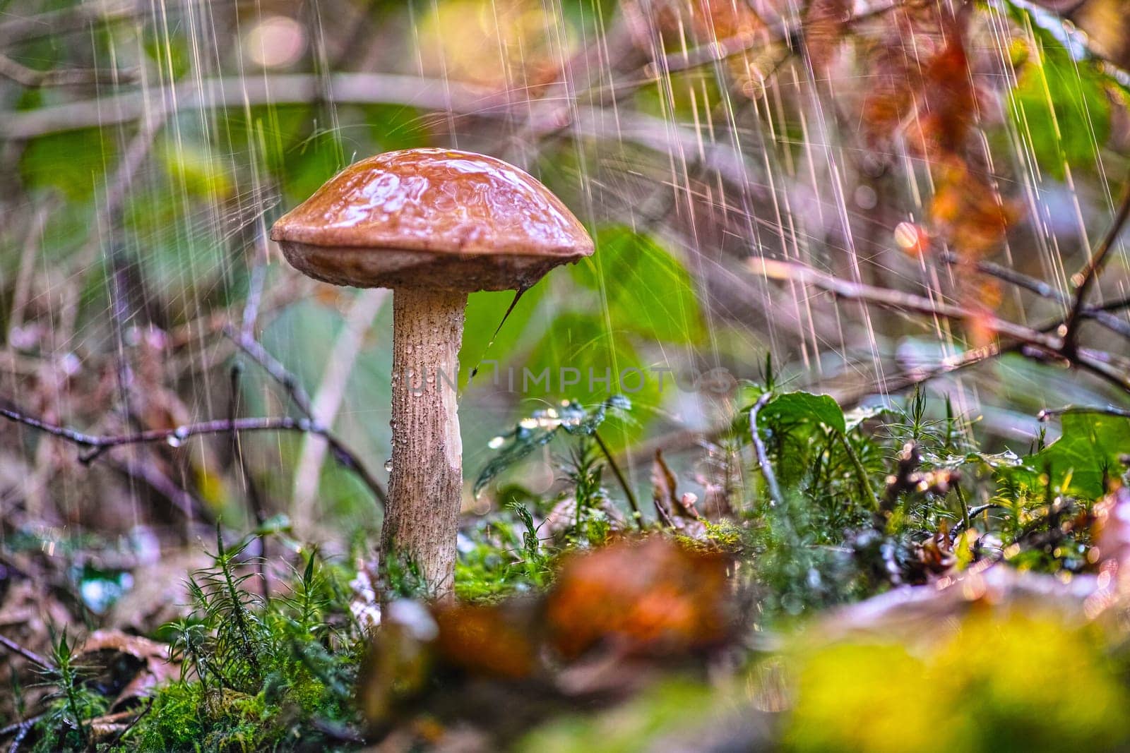 Boletus mushroom in the forest during the rain