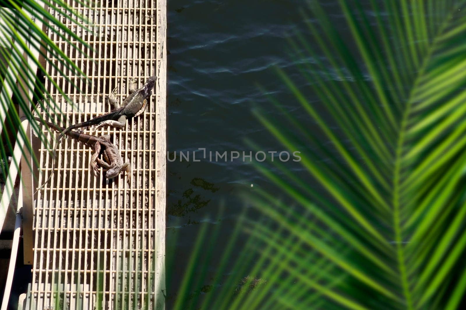 Elevated view of iguana resting under sun by riverside in Florida, USA
