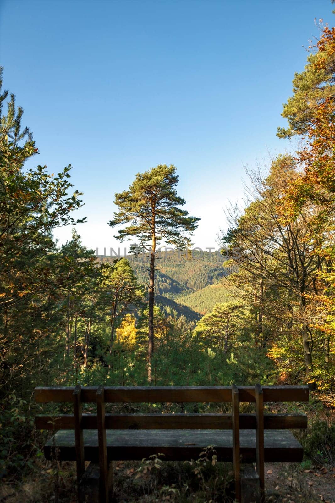 Single pine stands on a mountain with wide view of a valley in front of a bench