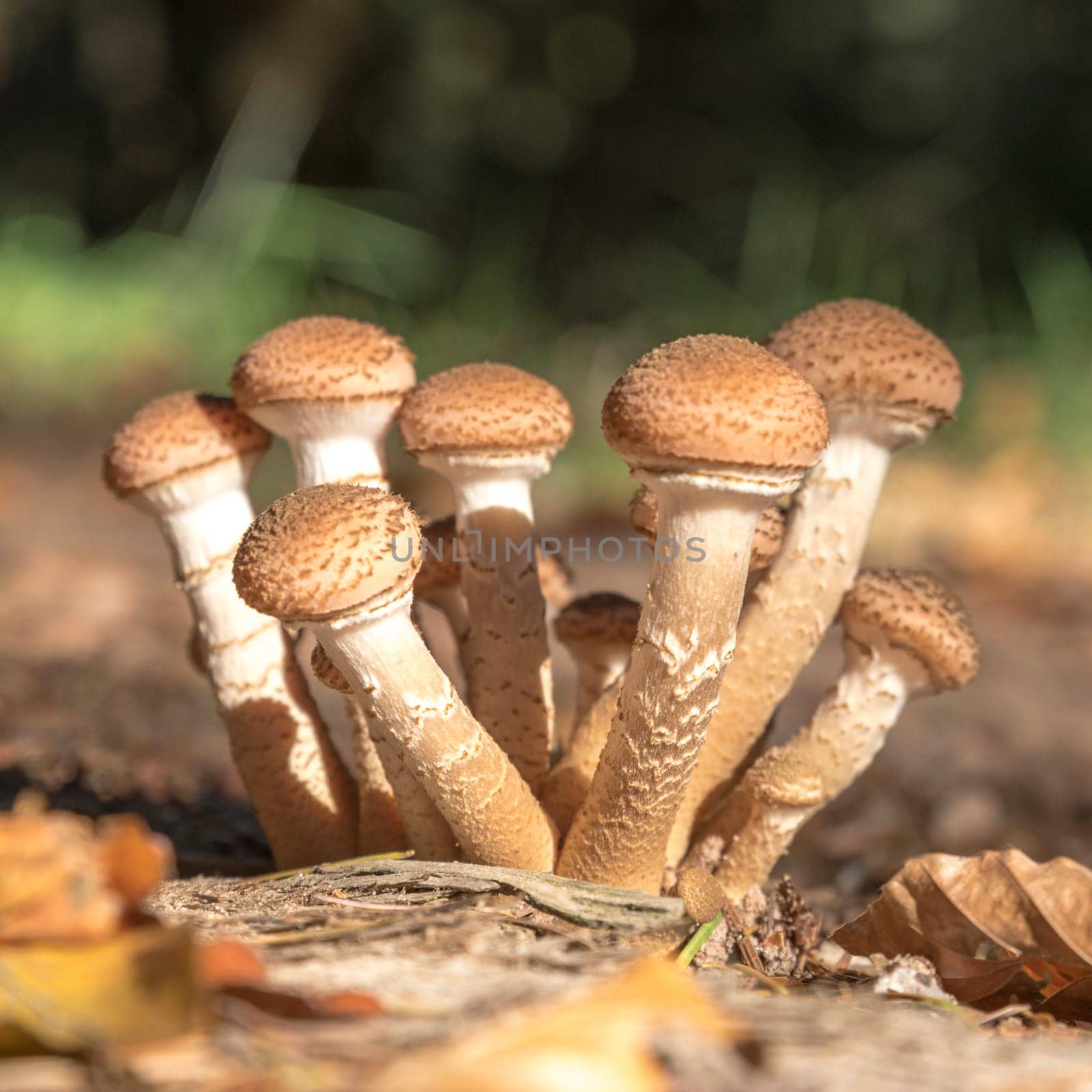 A group of younger Hallimasch mushrooms in the foliage with blurred background