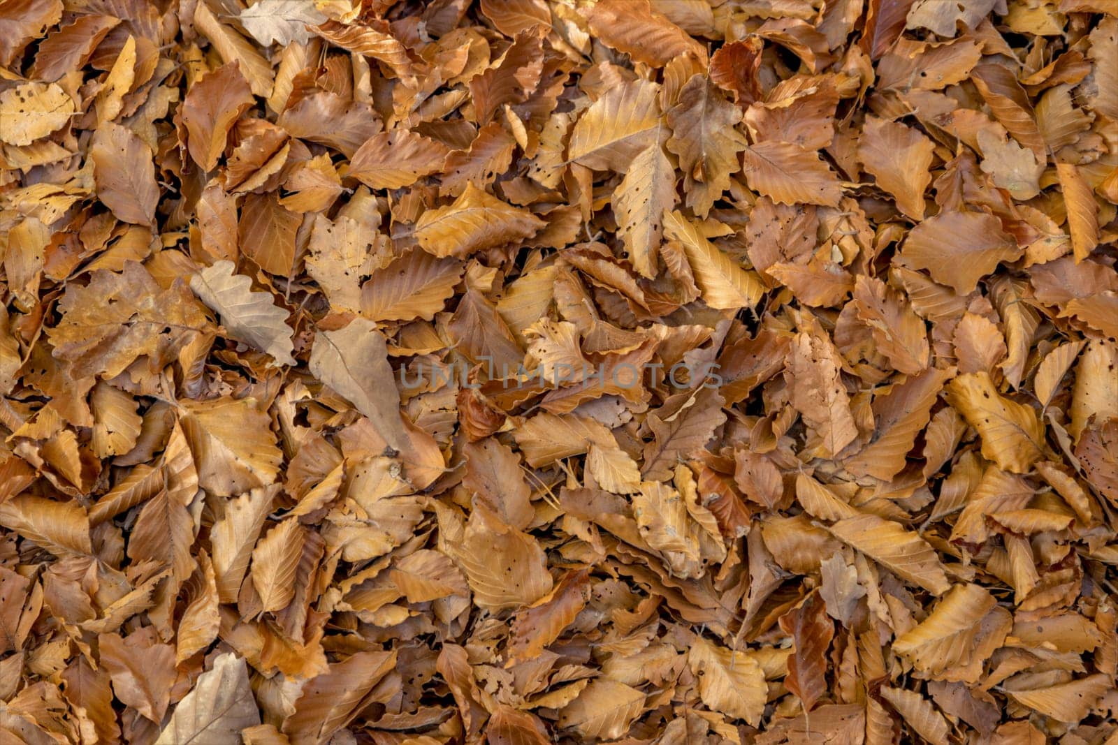 Full-size forest floor with autumnal beech and oak leaves as background