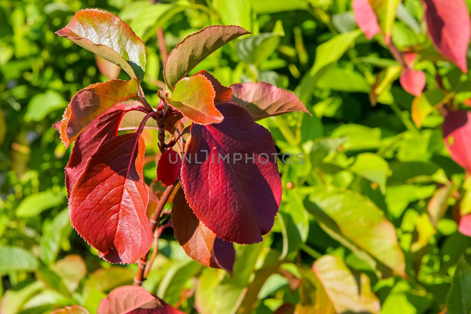 Bright red and green leaves on the branches.