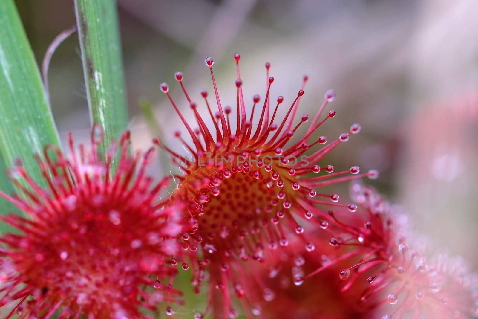 Round-leaved sundew - macro of the tentacles with their sticky secretion
