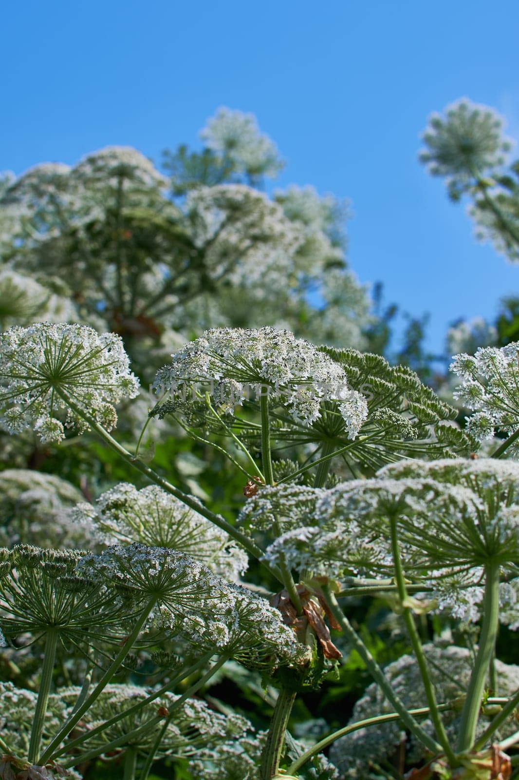 Giant hogweed - Heracleum mantegazzianum in a detailed shot