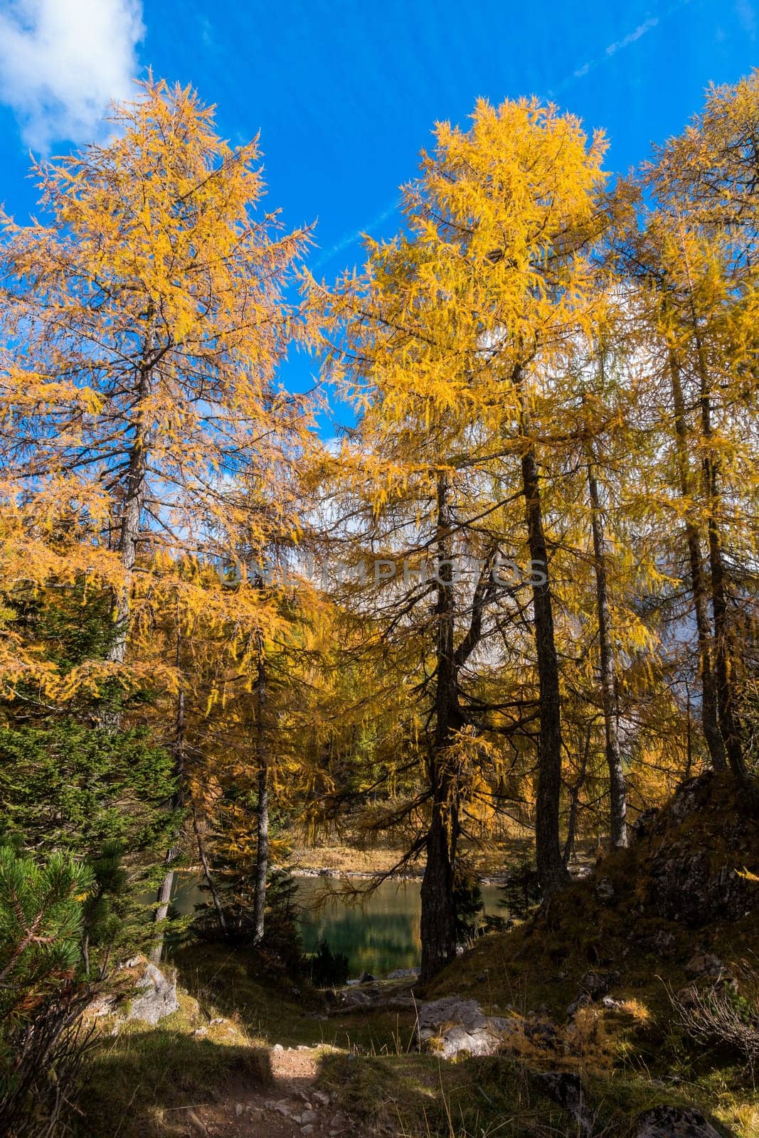 Colorful autumn morning in the mountains. Colourful autumn morning in mountain lake. Colorful autumn landscape. Lake of Borfaglia, Friuli, Italy.