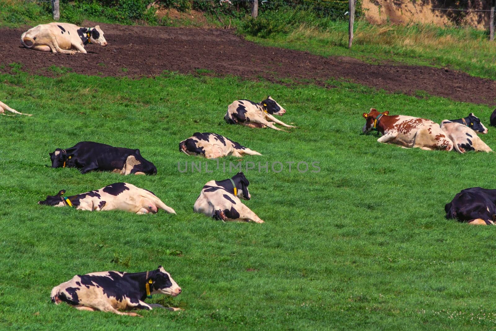 HATTINGEN, NRW, GERMANY - AUGUST 03, 2017: Meadow with cows..Cows of a dairy grazing on fields of a farm.