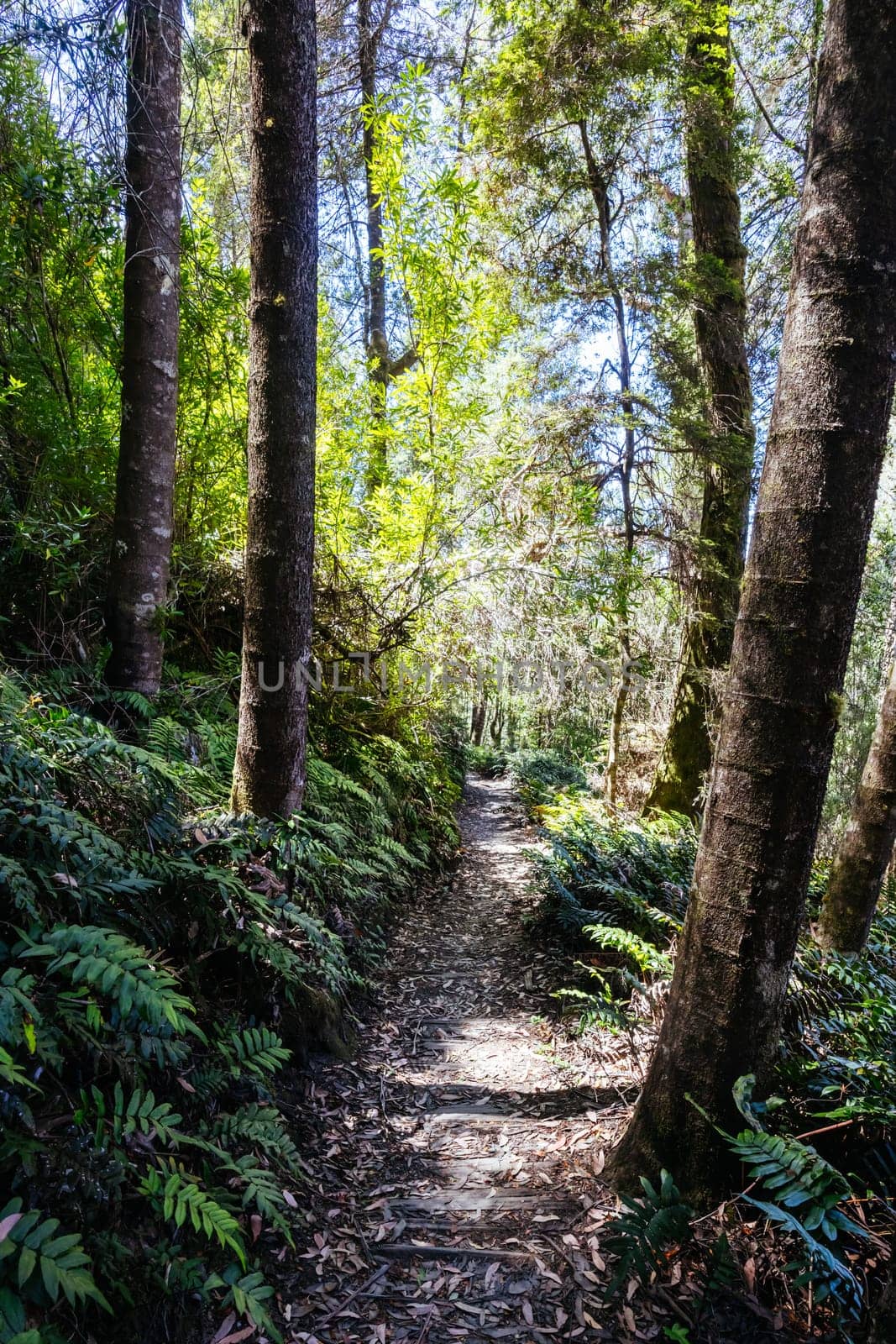 Donaghys Hill walk in Franklin-Gordon Wild Rivers National Park on a hot summer's day in Tasmania, Australia