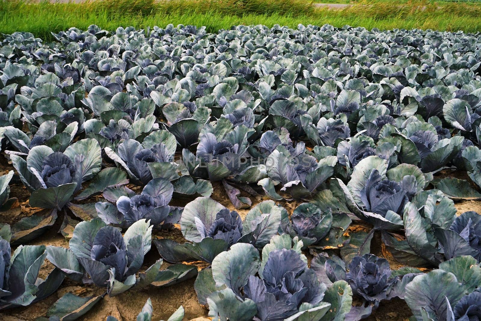 Large vegetable field with red cabbage