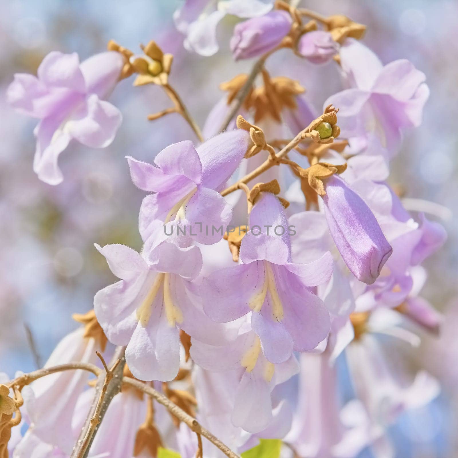 Paulownia Fortunei Flowers against the Blue Sky