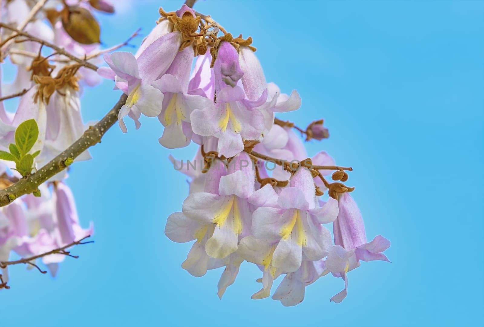 Paulownia Fortunei Flowers against the Blue Sky