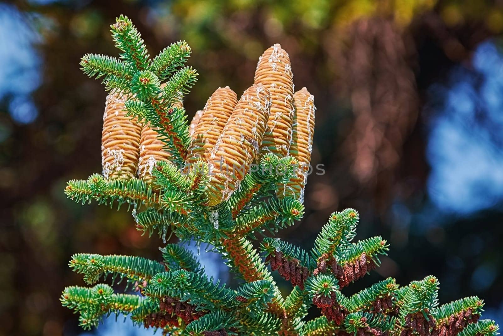 Immature Cones of Manchurian Fir Covered by Resin