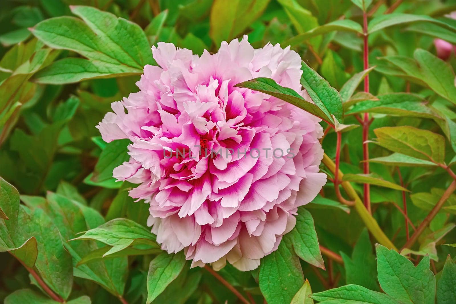 Pink Flower among the Green Leaves