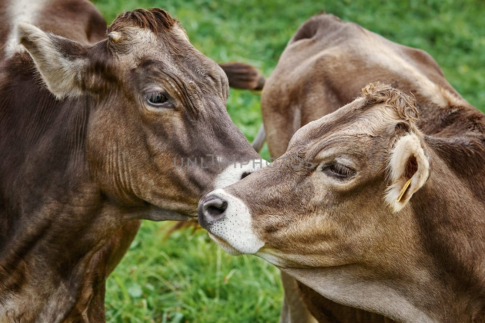 Dairy Cattle in the Traditional Pasture. Bolsternang, Germany