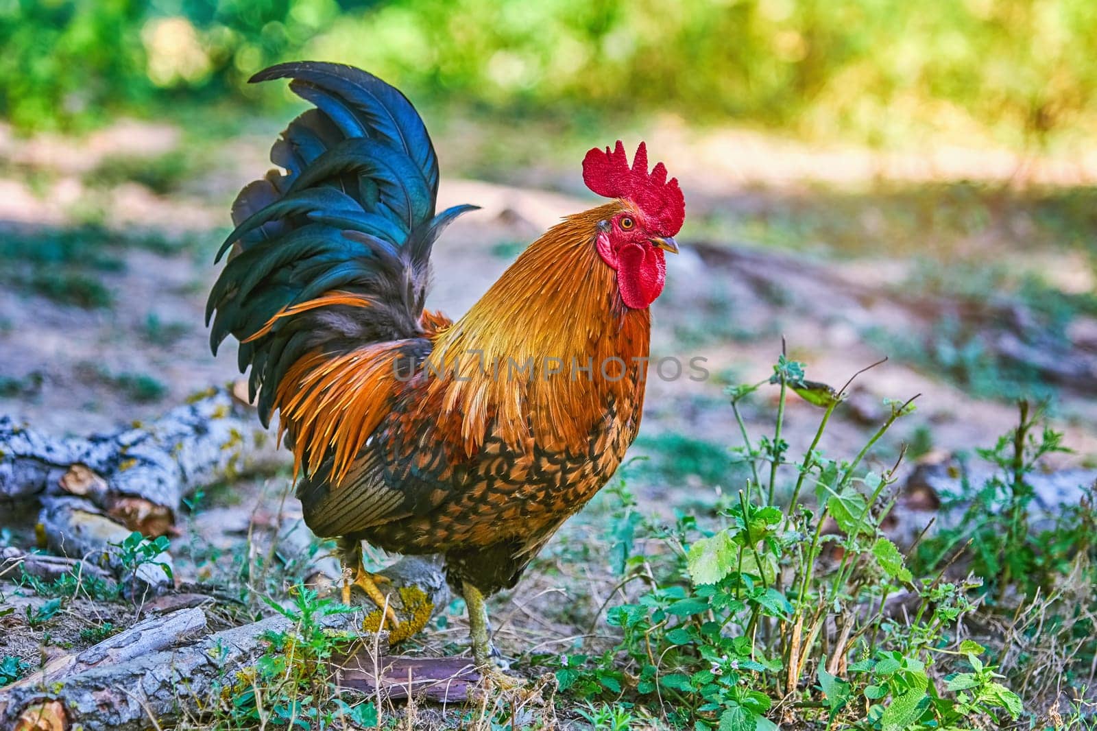 Rooster (Gallus Gallus Domesticus) in the Yard