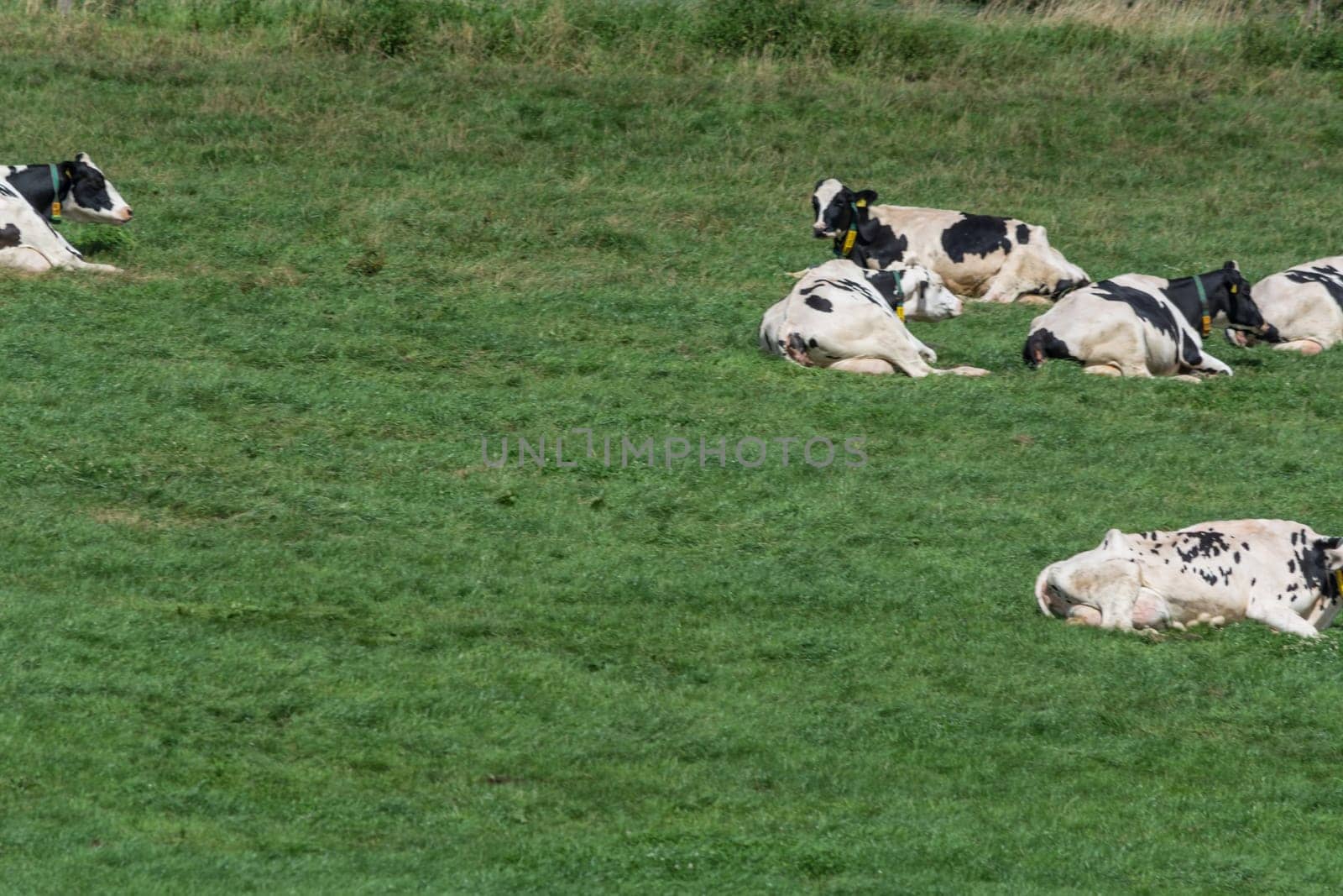 HATTINGEN, NRW, GERMANY - AUGUST 03, 2017: Meadow with cows..Cows of a dairy grazing on fields of a farm.