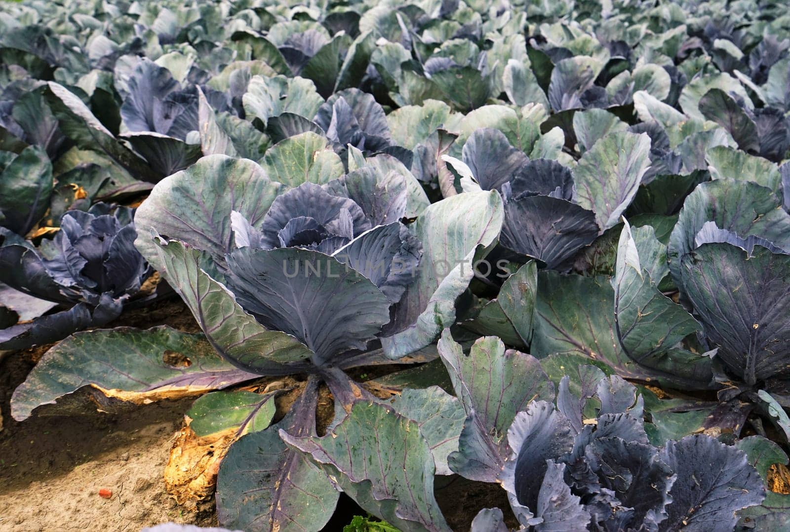Large vegetable field with red cabbage