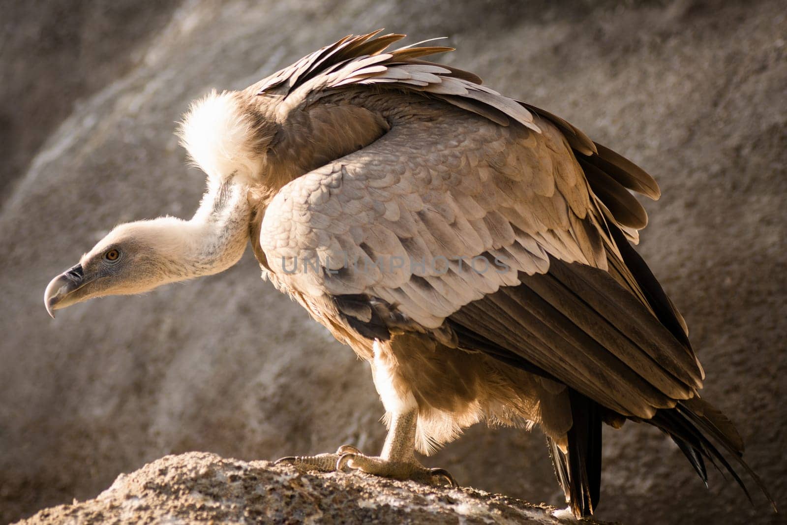 The big griffon vulture bird is standing on the rock.