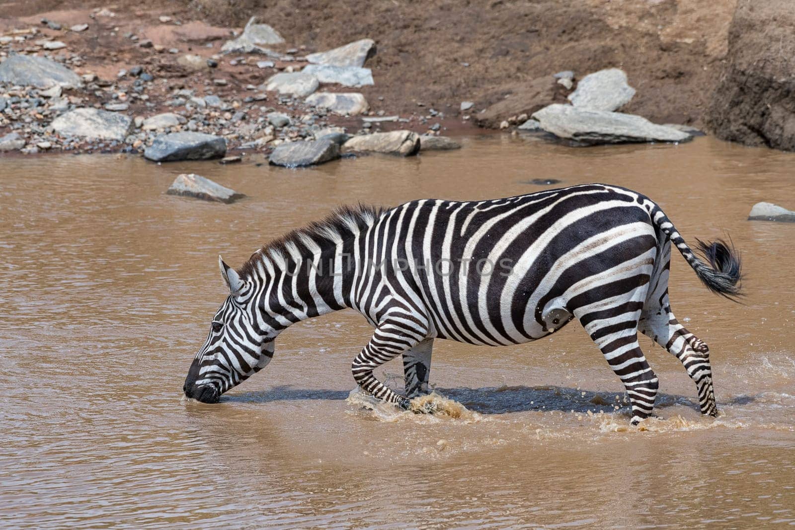 Plains zebra (Equus quagga) or horse zebra in the river,Masai Mara,Narok County,Kenya,East Africa.
