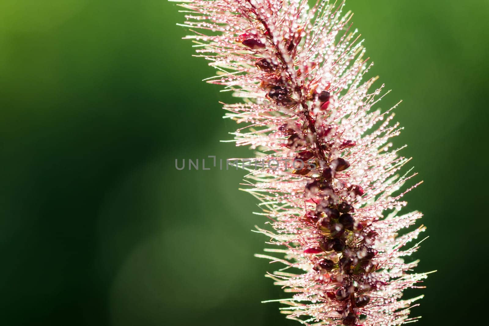 Macro photo of plant with small dew drops on green background.