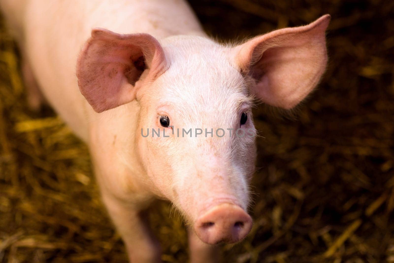 Animal portrait of young pig farm animal, swine breeding concept.