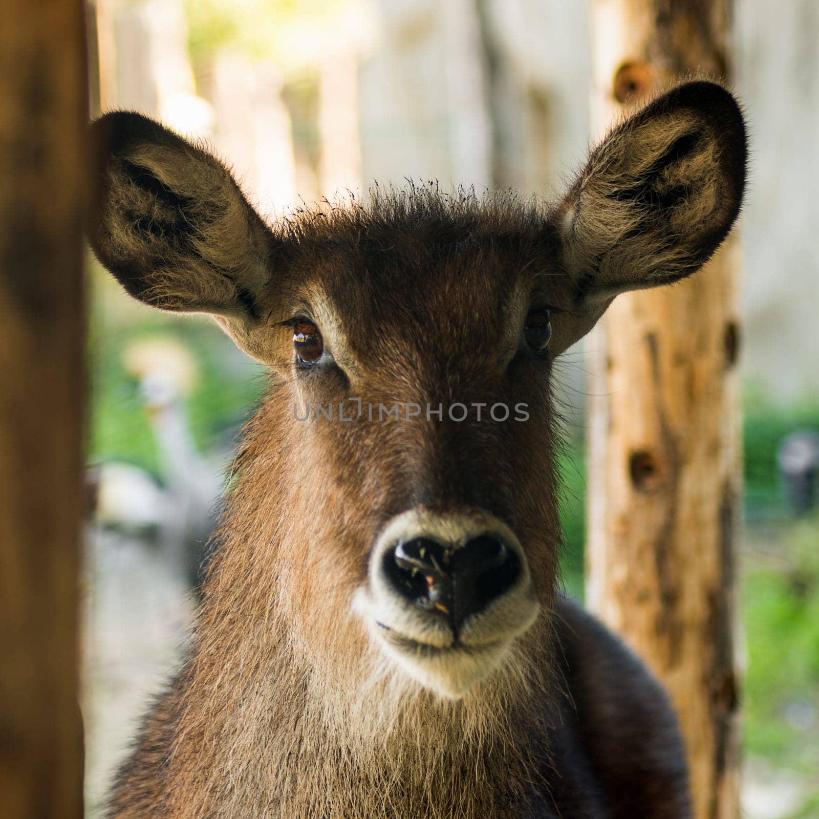 Animal portrait of antelope looking at camera.