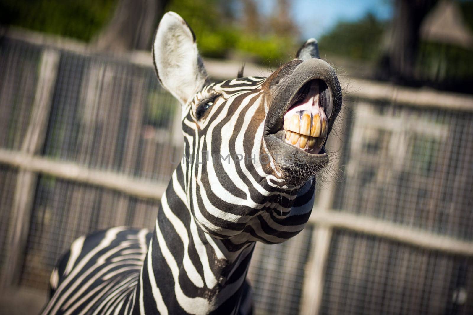 The zebra is showing his yellow teeth in camera, funny animal.