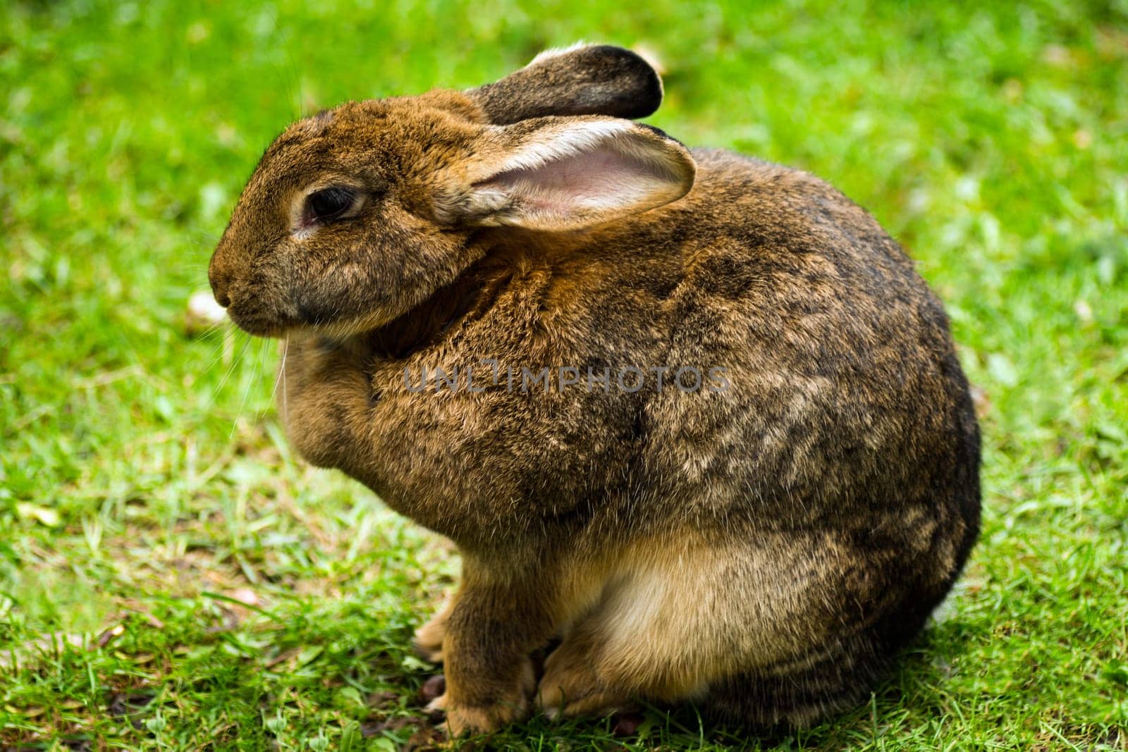The hare or rabbit is sitting in the green grass.