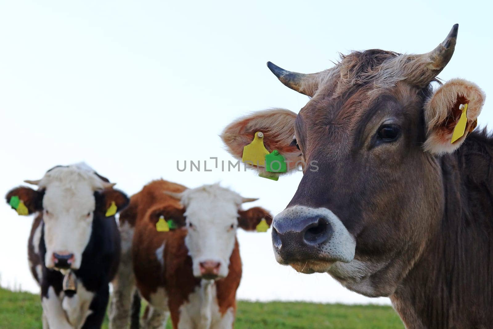 Three young dairy cows with horns on a pasture in Bavaria
