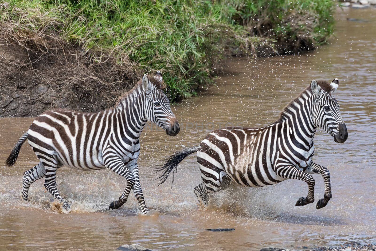 Plains zebra (Equus quagga) or horse zebra crossing the river,Masai Mara,Narok County,Kenya,East Africa.