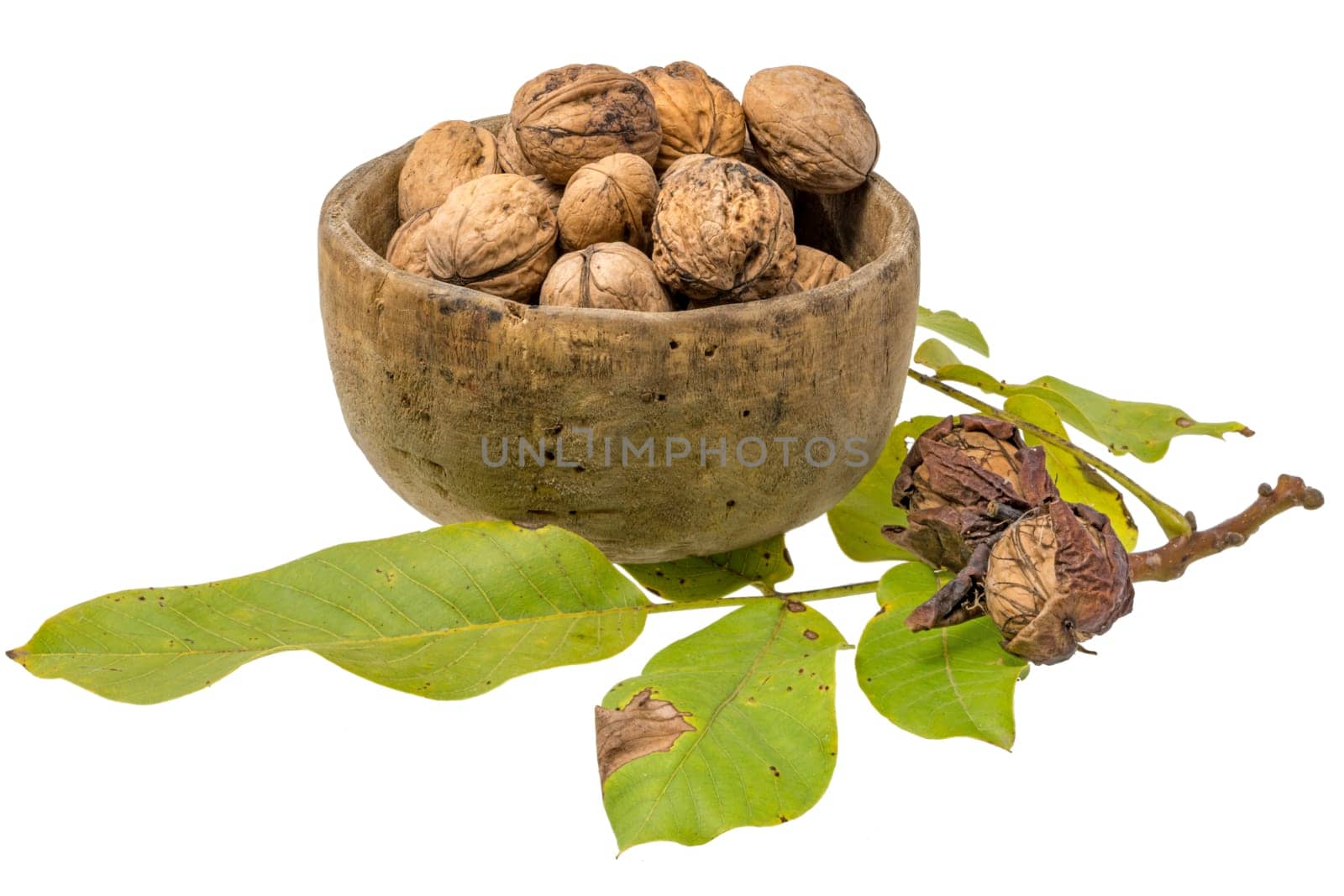 Walnuts lie in an antique wooden bowl, decorated with walnut branch and leaves, isolated on white