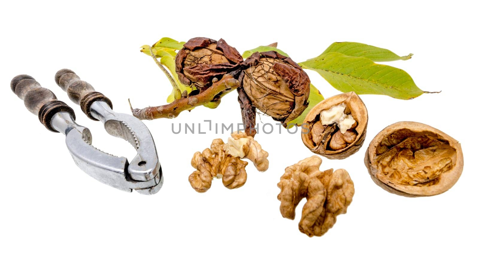 Walnuts and nutcracker with fresh walnuts on the branch and green leaves, isolated on white
